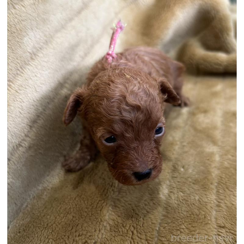 販売中の愛媛県のタイニープードル-440084の3枚目
