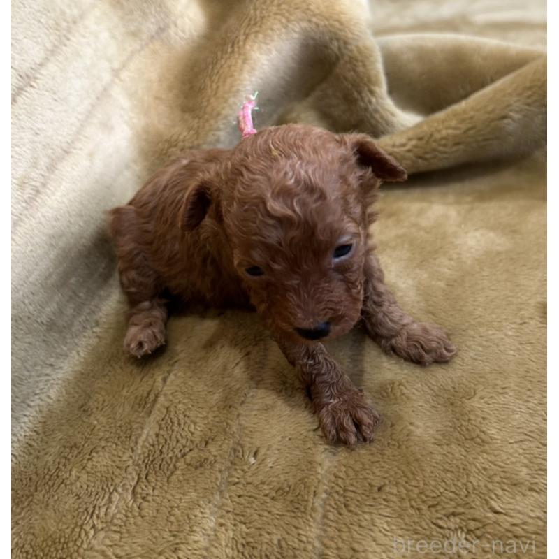 販売中の愛媛県のタイニープードル-440084の2枚目