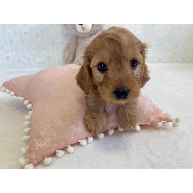 販売中の福岡県のキャバプー:キャバリア×トイプードル-431063の15枚目