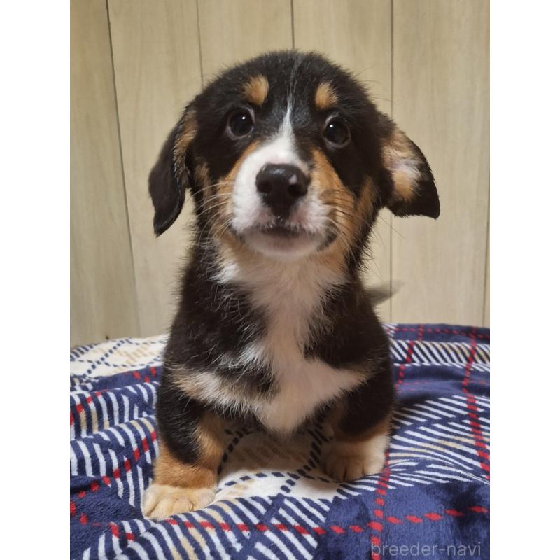 販売中の神奈川県のミックス犬-430846の14枚目