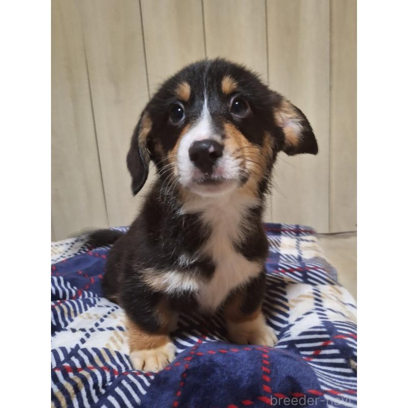 販売中の神奈川県のミックス犬-430846の13枚目