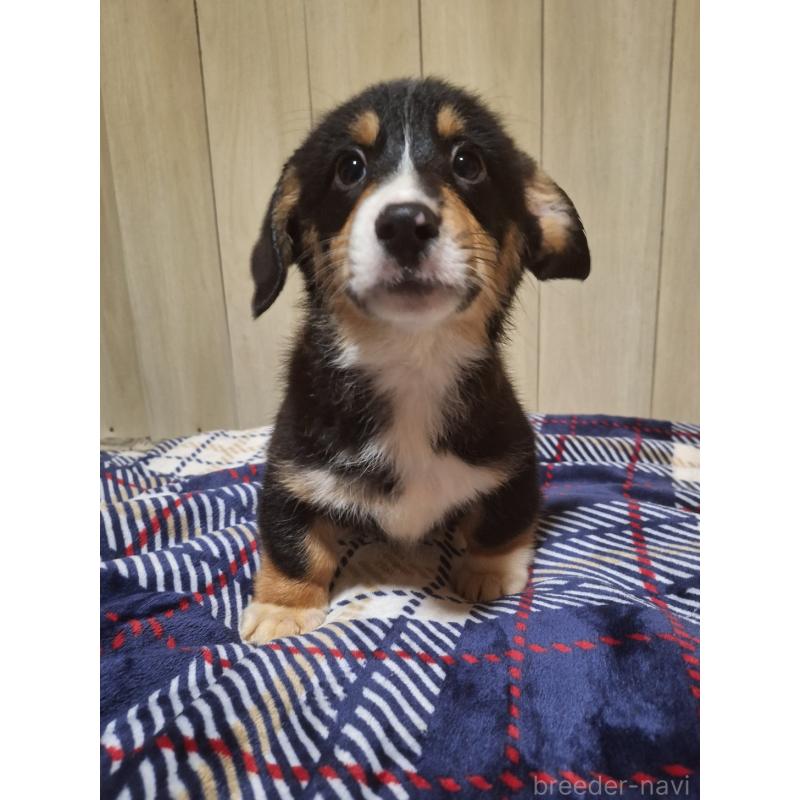 販売中の神奈川県のミックス犬-430846の12枚目