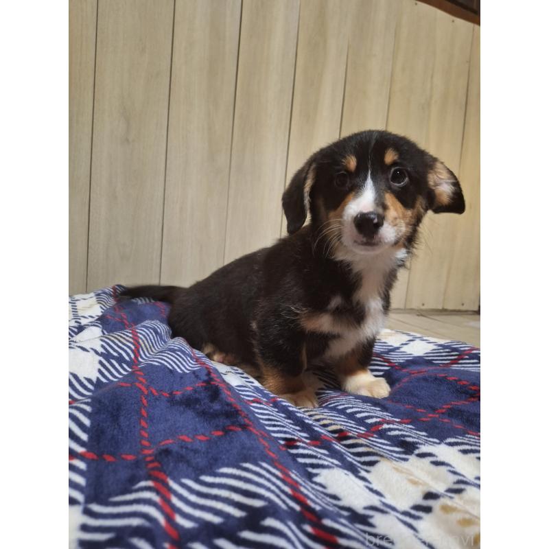 販売中の神奈川県のミックス犬-430846の11枚目