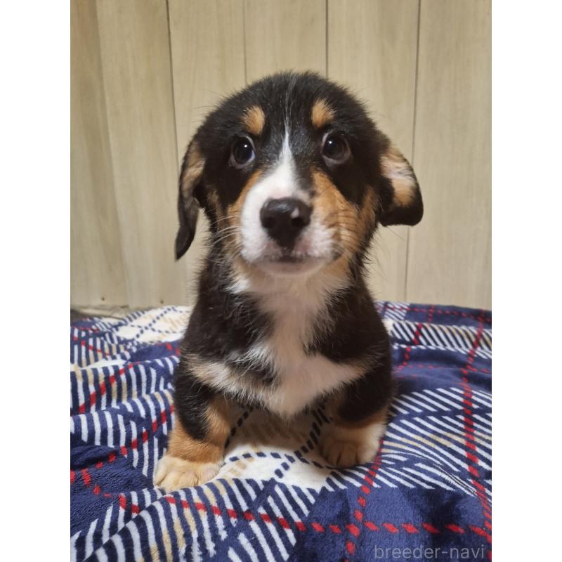 販売中の神奈川県のミックス犬-430846の8枚目