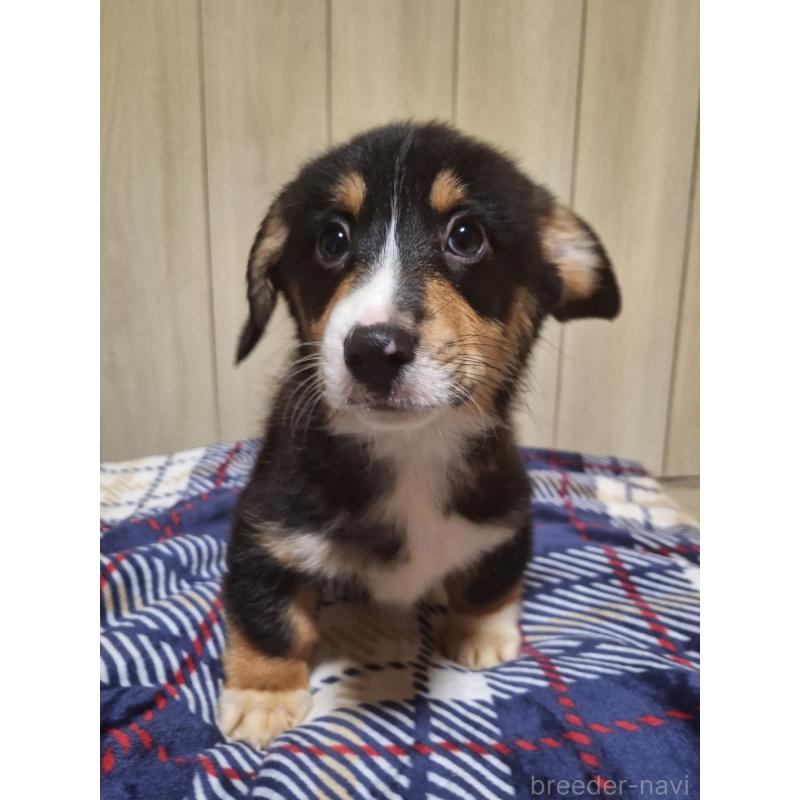 販売中の神奈川県のミックス犬-430846の7枚目