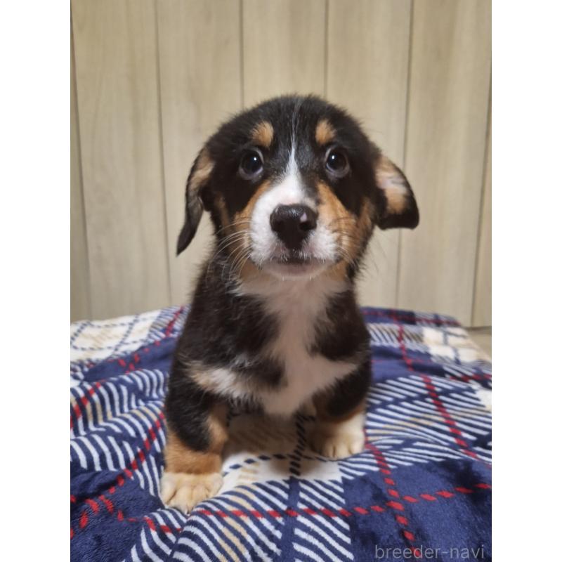 販売中の神奈川県のミックス犬-430846の6枚目