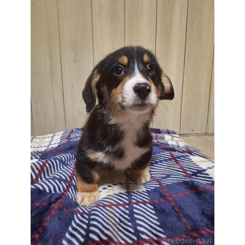 販売中の神奈川県のミックス犬-430846の4枚目