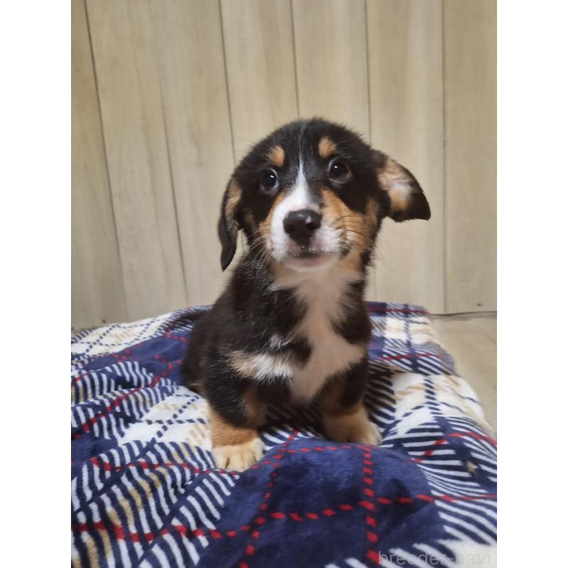 販売中の神奈川県のミックス犬-430846の3枚目