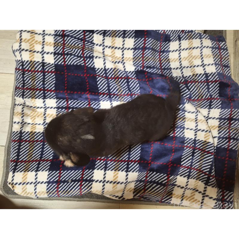 販売中の神奈川県のミックス犬-430846の2枚目