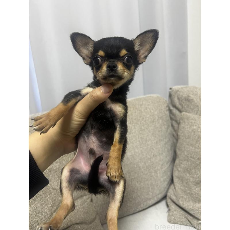 販売中の茨城県のチワワ(スムースコート)-430323の4枚目