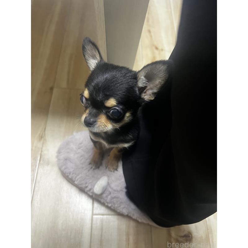 販売中の茨城県のチワワ(スムースコート)-430323の3枚目