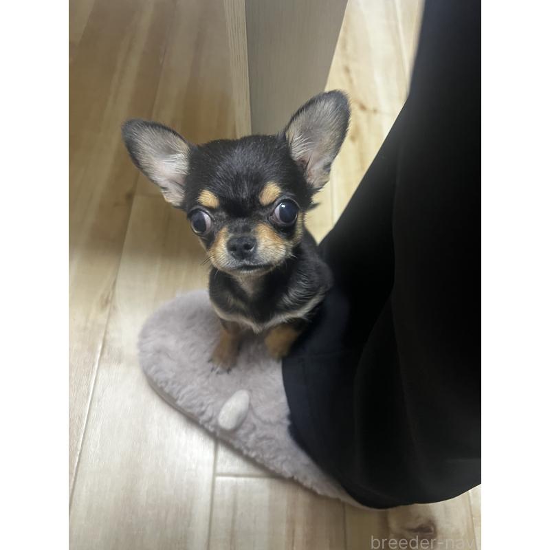 販売中の茨城県のチワワ(スムースコート)-430323の2枚目