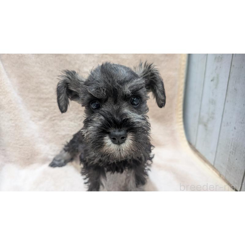 販売中の熊本県のミニチュアシュナウザー-435014の11枚目