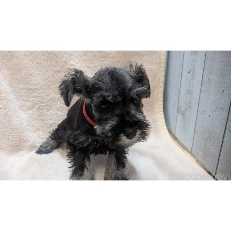 販売中の熊本県のミニチュアシュナウザー-435014の10枚目