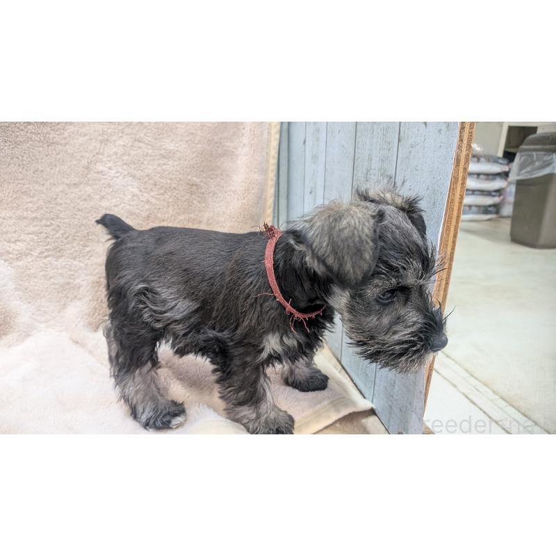 販売中の熊本県のミニチュアシュナウザー-430940の3枚目