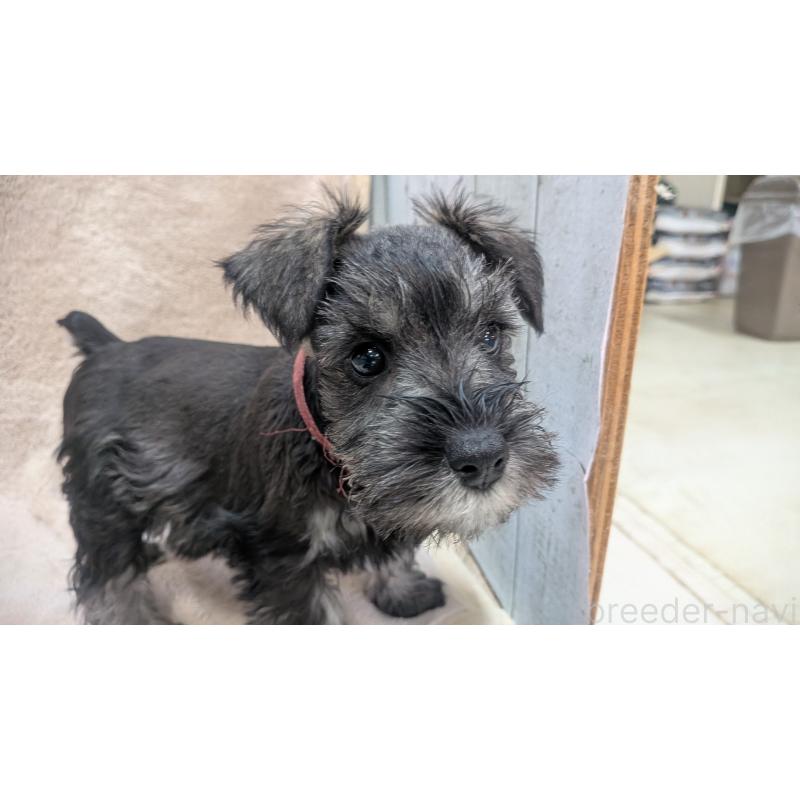 販売中の熊本県のミニチュアシュナウザー-430940の2枚目