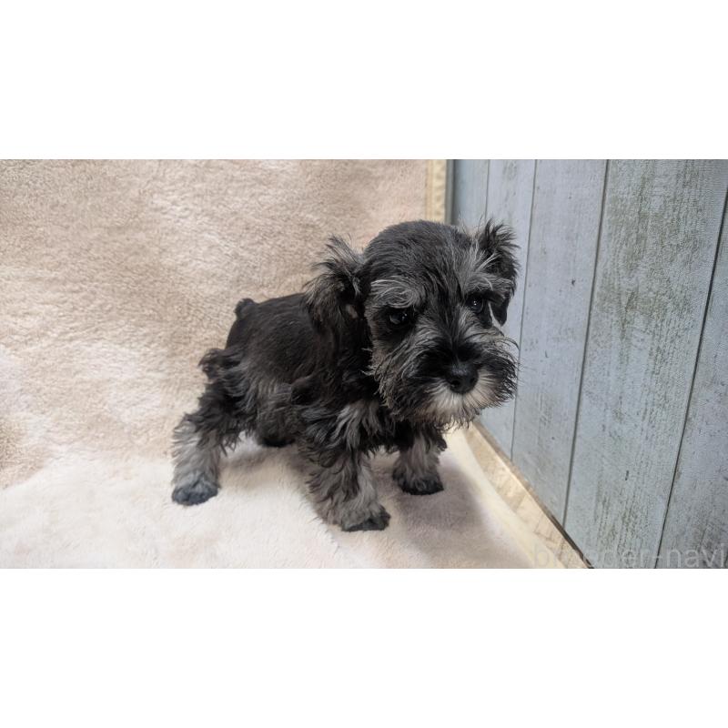 販売中の熊本県のミニチュアシュナウザー-432240の7枚目