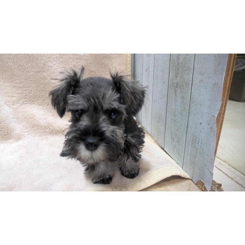 販売中の熊本県のミニチュアシュナウザー-432240の6枚目