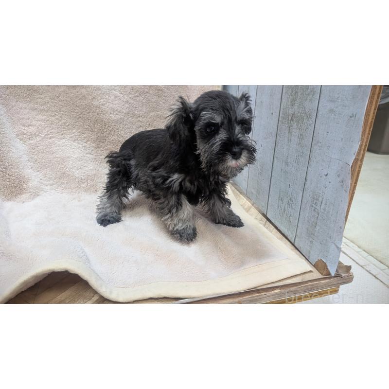 販売中の熊本県のミニチュアシュナウザー-432240の5枚目