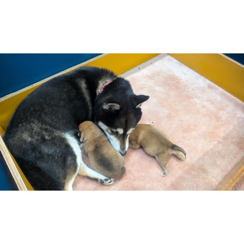 販売中の熊本県の豆柴-440085の8枚目