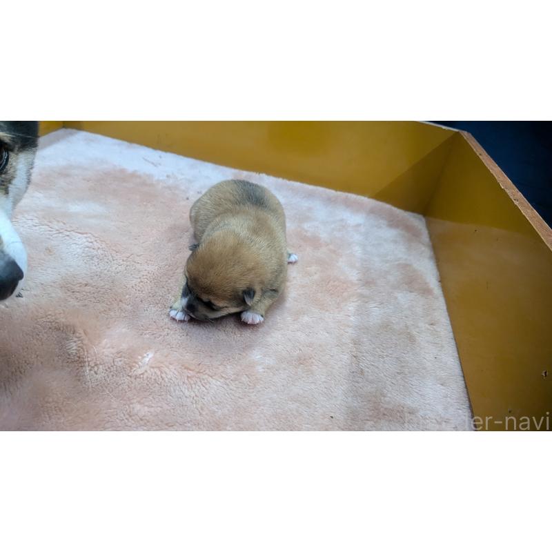 販売中の熊本県の豆柴-440085の7枚目