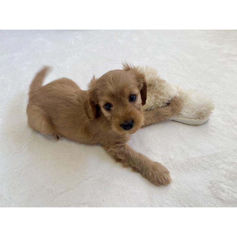 販売中の福岡県のキャバプー:キャバリア×トイプードル-431065の13枚目