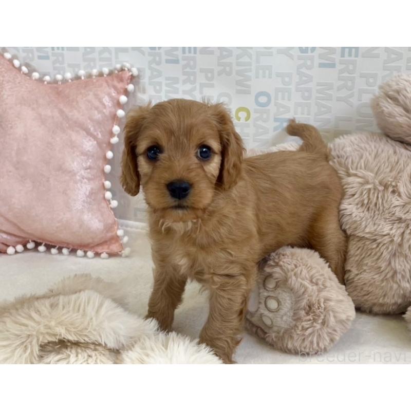 販売中の福岡県のキャバプー:キャバリア×トイプードル-431065の12枚目