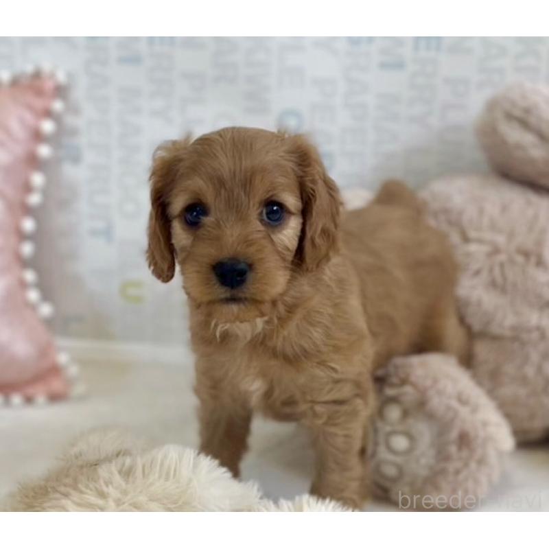 販売中の福岡県のキャバプー:キャバリア×トイプードル-431065の11枚目