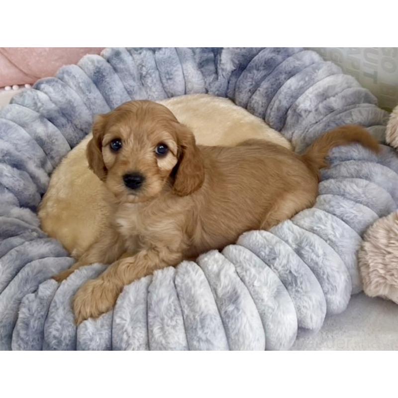 販売中の福岡県のキャバプー:キャバリア×トイプードル-431069の13枚目