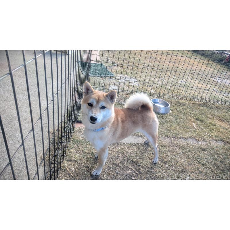 販売中の熊本県の豆柴-440085の3枚目