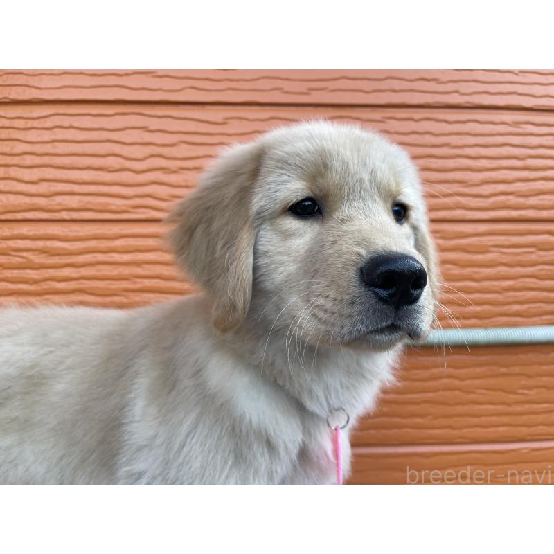 販売中の茨城県のゴールデンレトリーバー-431189の7枚目