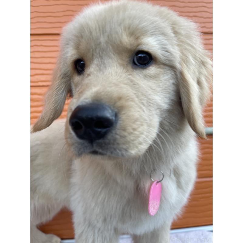 販売中の茨城県のゴールデンレトリーバー-431189の6枚目