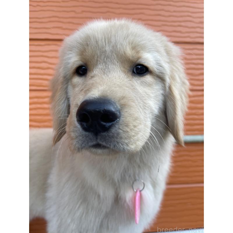 販売中の茨城県のゴールデンレトリーバー-431189の5枚目