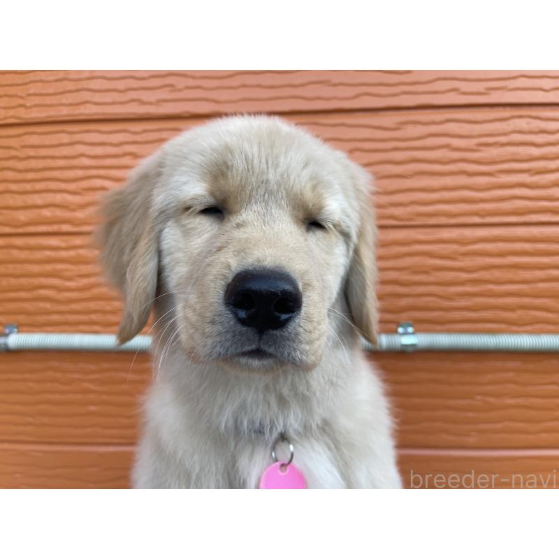 販売中の茨城県のゴールデンレトリーバー-431189の4枚目