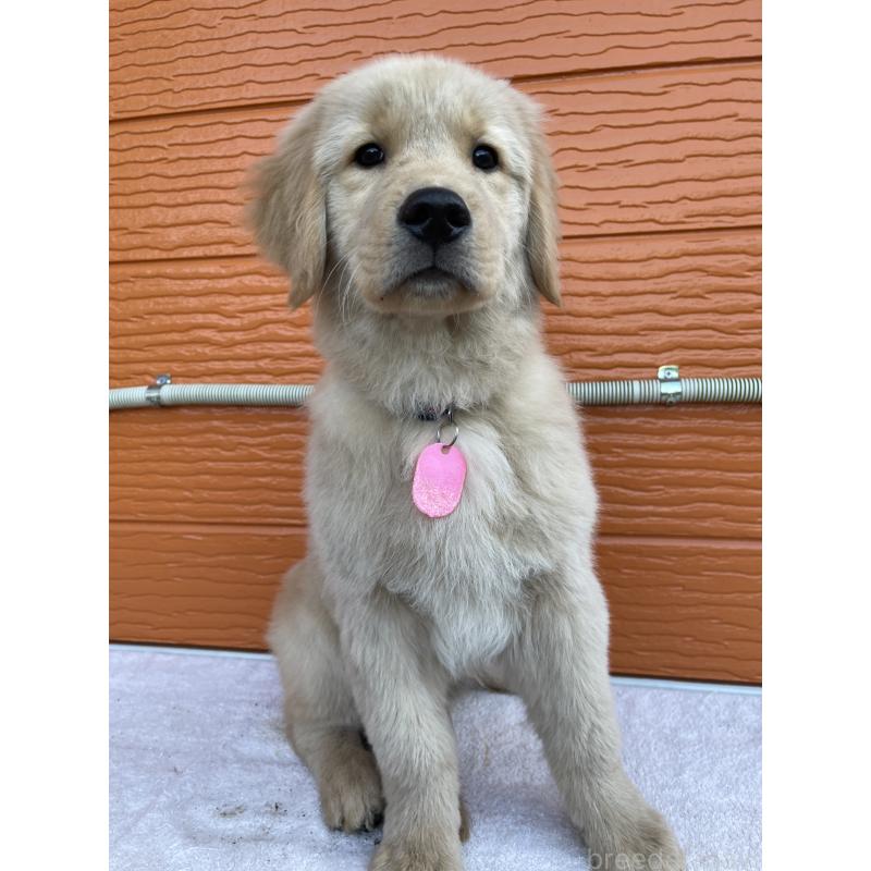 販売中の茨城県のゴールデンレトリーバー-431189の3枚目