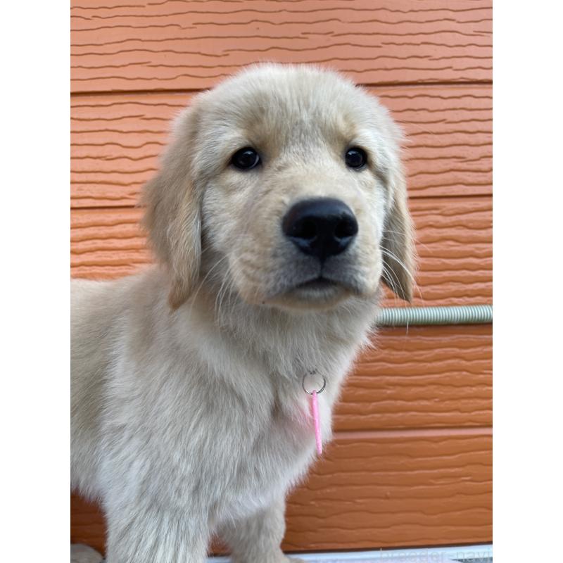 販売中の茨城県のゴールデンレトリーバー-431189の2枚目