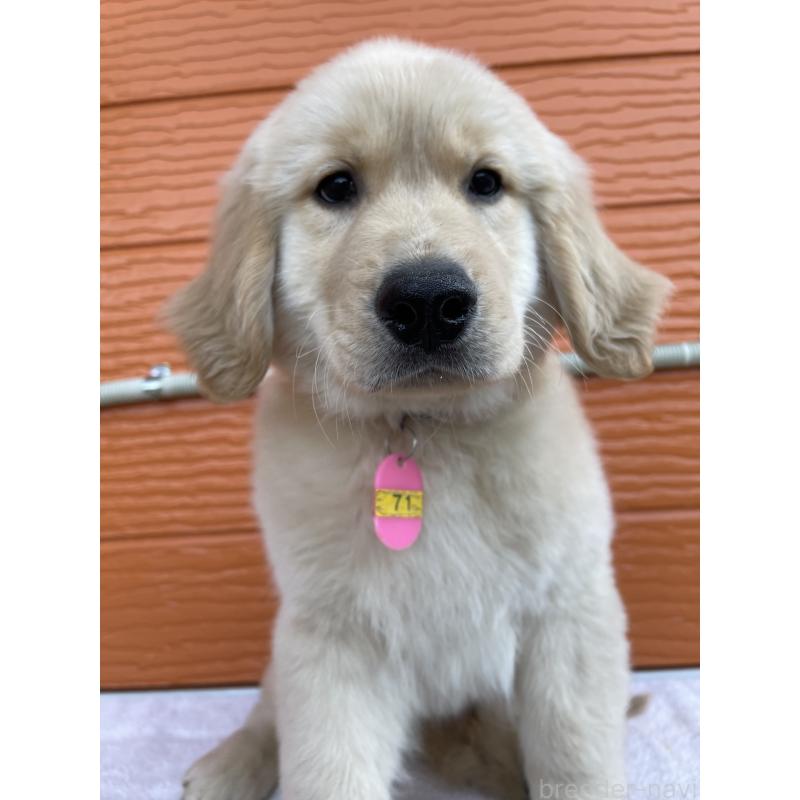 販売中の茨城県のゴールデンレトリーバー-431188の2枚目