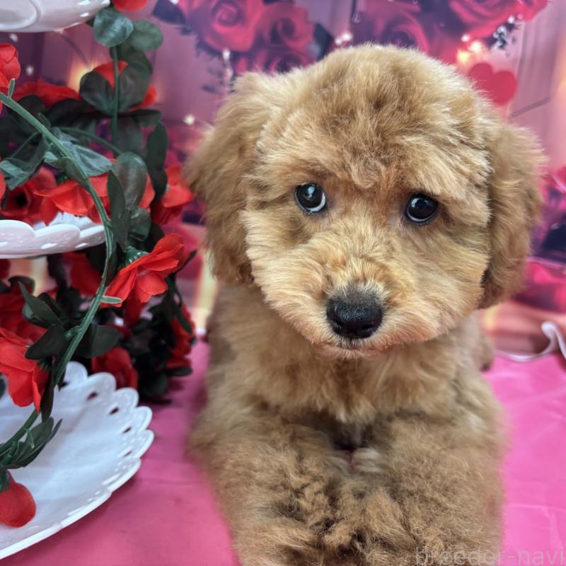 販売中の栃木県のトイプードル-423583