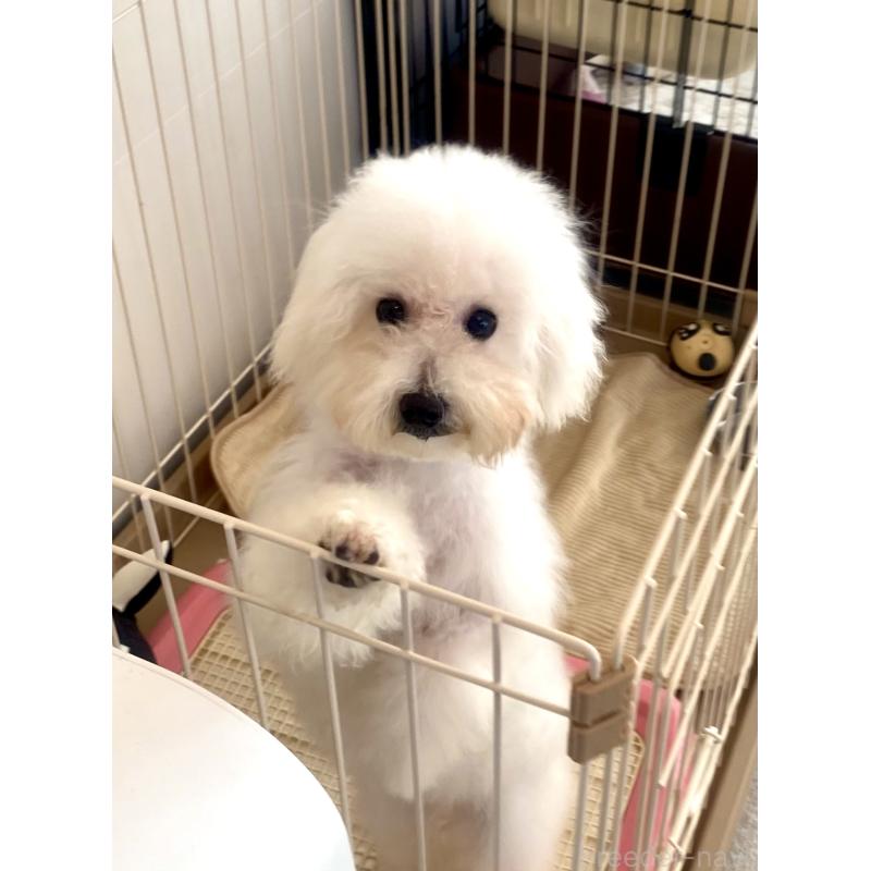 販売中ののミックス犬-404061