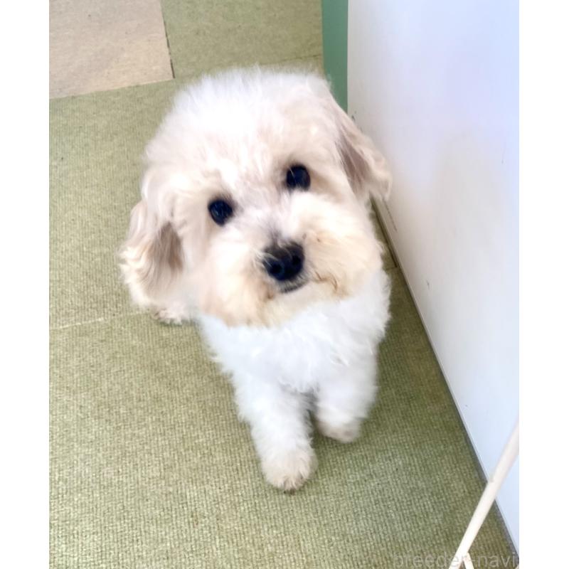 販売中の東京都のミックス犬-404057の10枚目