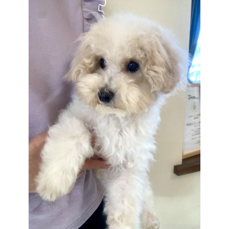 販売中の東京都のミックス犬-404057の9枚目