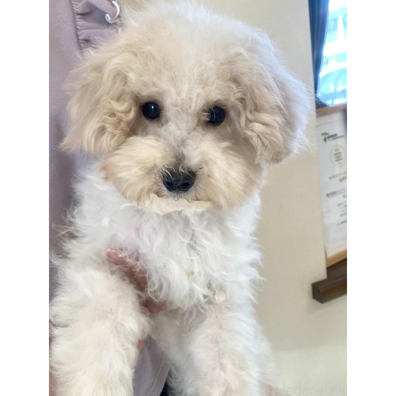 販売中の東京都のミックス犬-404057の8枚目