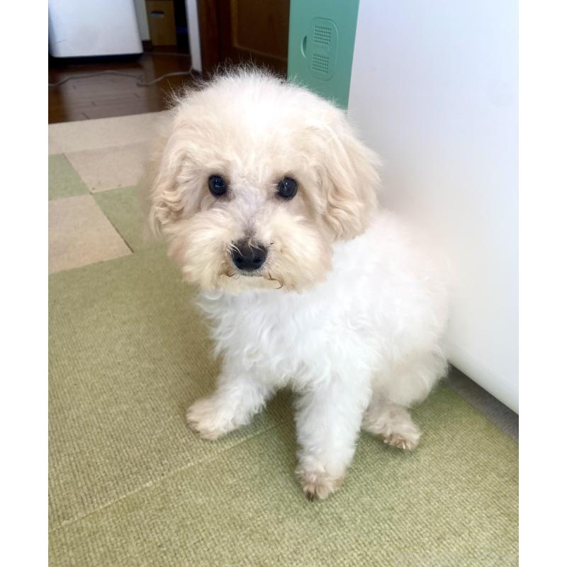 販売中の東京都のミックス犬-404057の1枚目