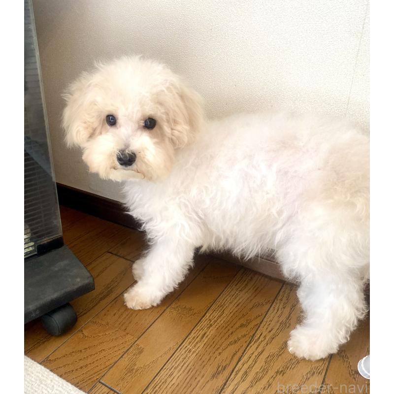 販売中の東京都のミックス犬-404057の7枚目