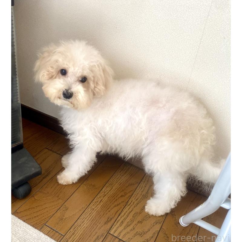 販売中の東京都のミックス犬-404057の6枚目