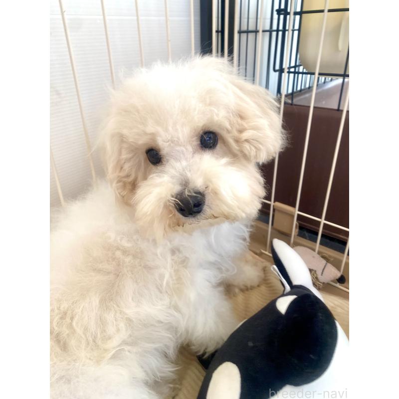 販売中の東京都のミックス犬-404057の5枚目