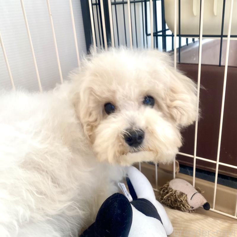 販売中の東京都のミックス犬-404057の3枚目