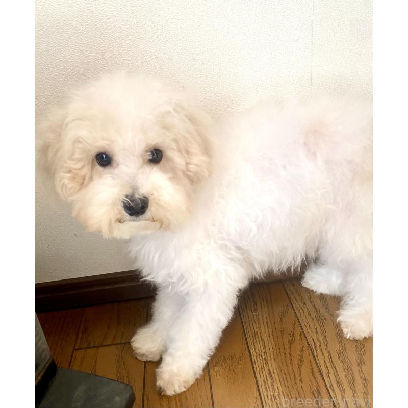 販売中の東京都のミックス犬-404057の2枚目