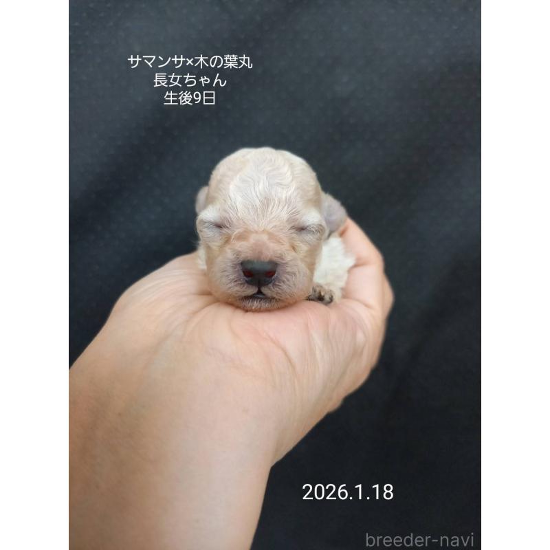 成約済の大阪府のタイニープードル-438296の6枚目