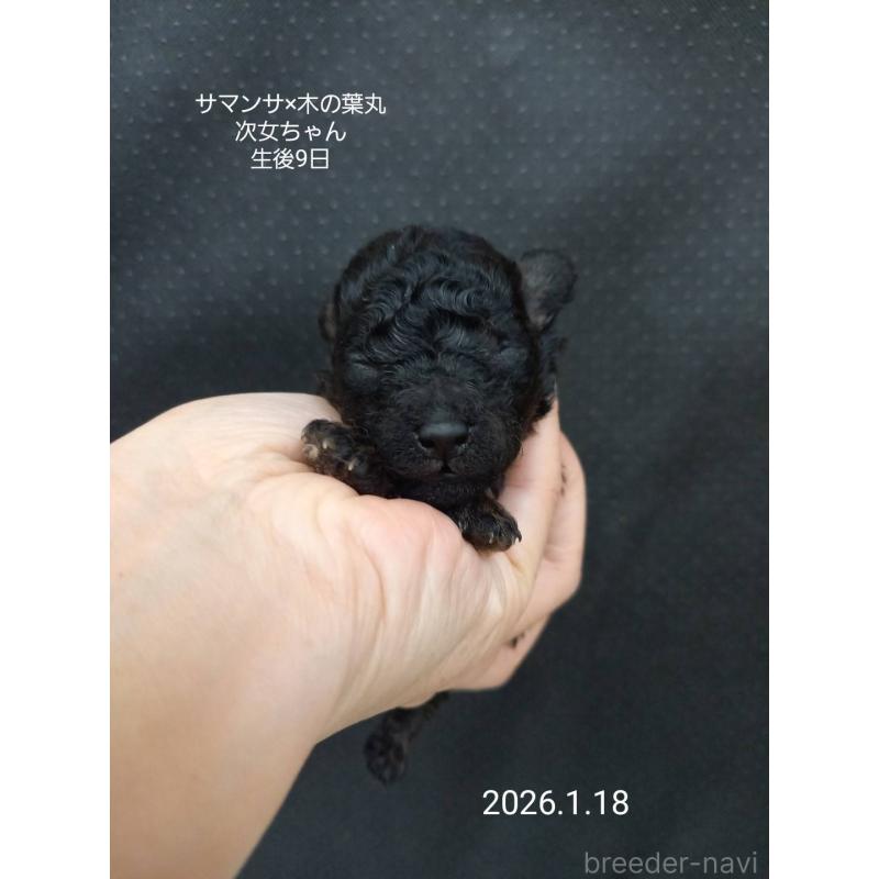 販売中の大阪府のタイニープードル-438299の6枚目